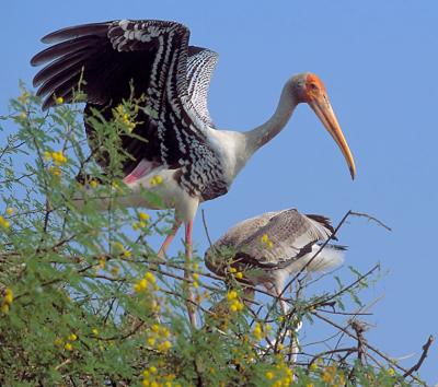 Bharatpur_Birds