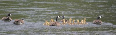 5-12 geese 8142.jpg