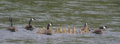 5-12 geese e 8141.jpg
