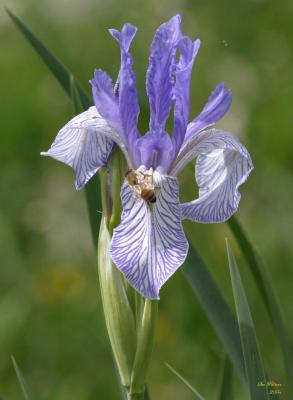 5-12 iris e 8146.jpg