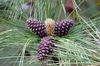 5-12 pine e 8187.jpg
