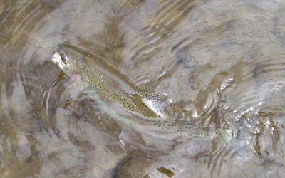 5-12 trout 0012.jpg