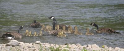 5-12 geese 8135.jpg