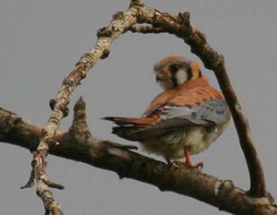 Red tails and kestrels