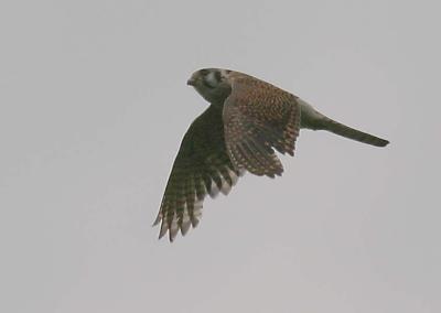 5-20 kestrel fly 8457.jpg