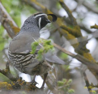 5-24 quail e  8687.jpg