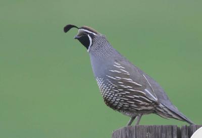 5-24 quail  e 8797.jpg