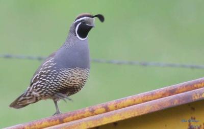 5-24 quail 8804.jpg
