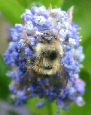 5-23 bee 8564.jpg