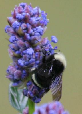 5-23 bee 8573.jpg