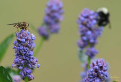 5-23 bees  e 8575.jpg