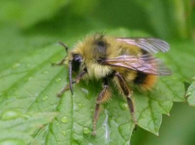 5-26 bee 8816.jpg