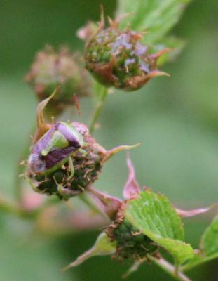 5-26 beetle on blackcap 8812.jpg