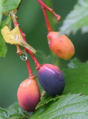 5-26 choke cherries 8818.jpg