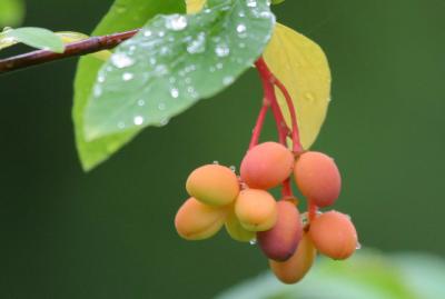 5-26 choke cherries 8820.jpg