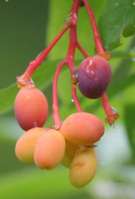 5-26 choke cherries 8821.jpg