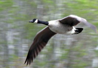 4-18 goose 7461.jpg