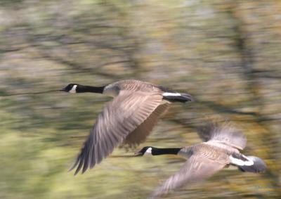 4-18 geese e7396.jpg