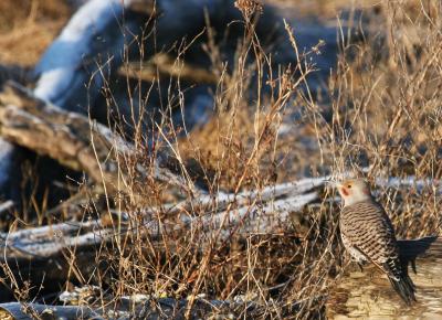 2-8 flicker 5492.jpg