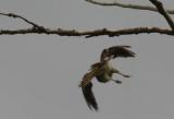 5-20 kestrel takeoff 8450.jpg