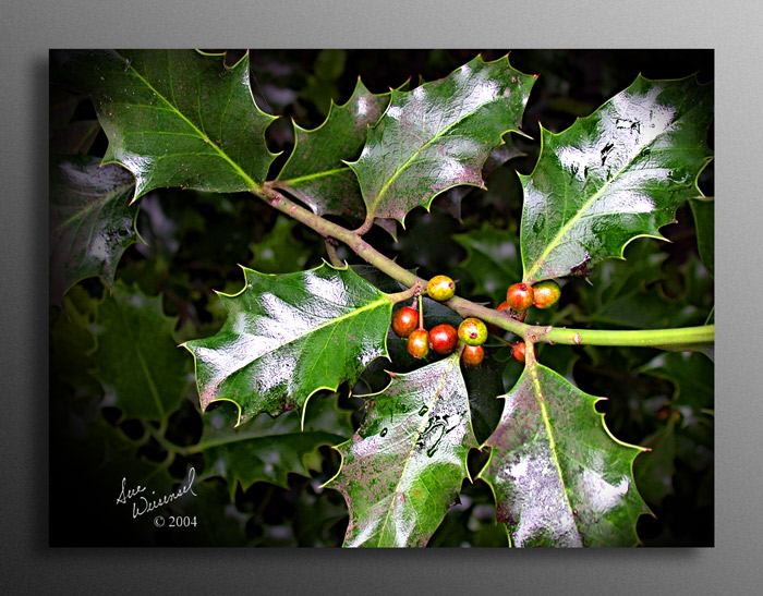 Holly Revisited