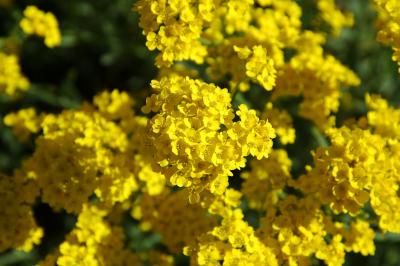 Fleurs-Jaunes.jpg