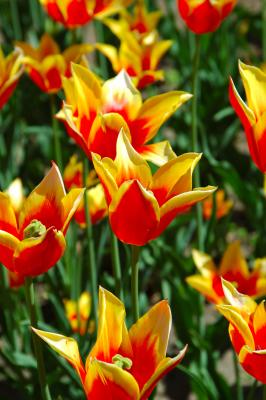 Fleurs-Orange-Jaunes.jpg