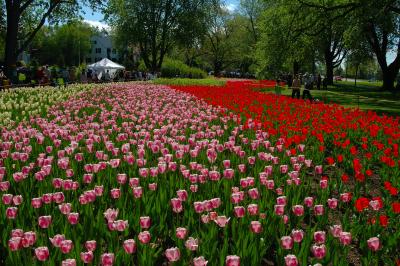 Foret_de_Tulipes.jpg
