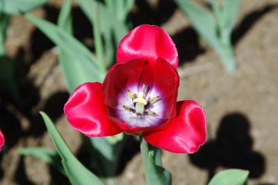 Tulipe-Rouge-2.jpg