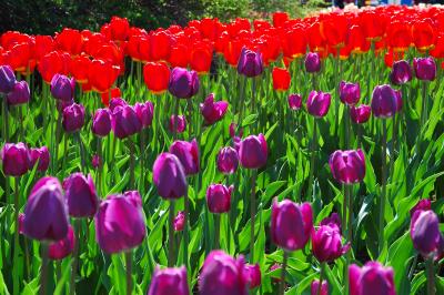u45/sylvainberube/medium/29129117.TulipesMauveOrange.jpg