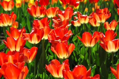 Tulipes-orange.jpg