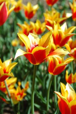 u45/sylvainberube/medium/29129483.Tulipesjauneorange.jpg