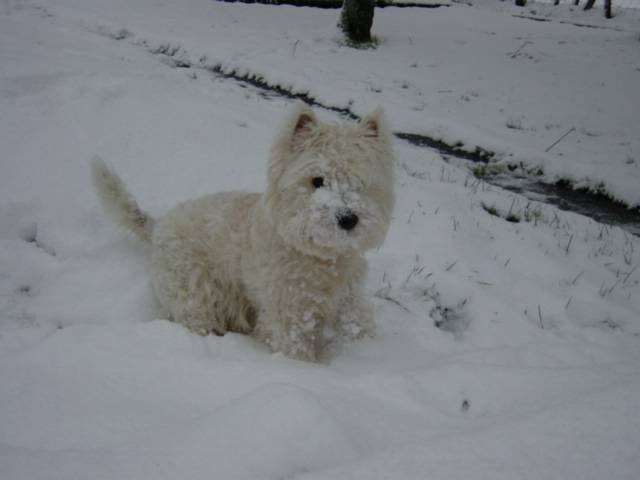 Ours polaire ou bonhomme de neige ?