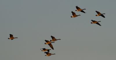 Canadian Goose