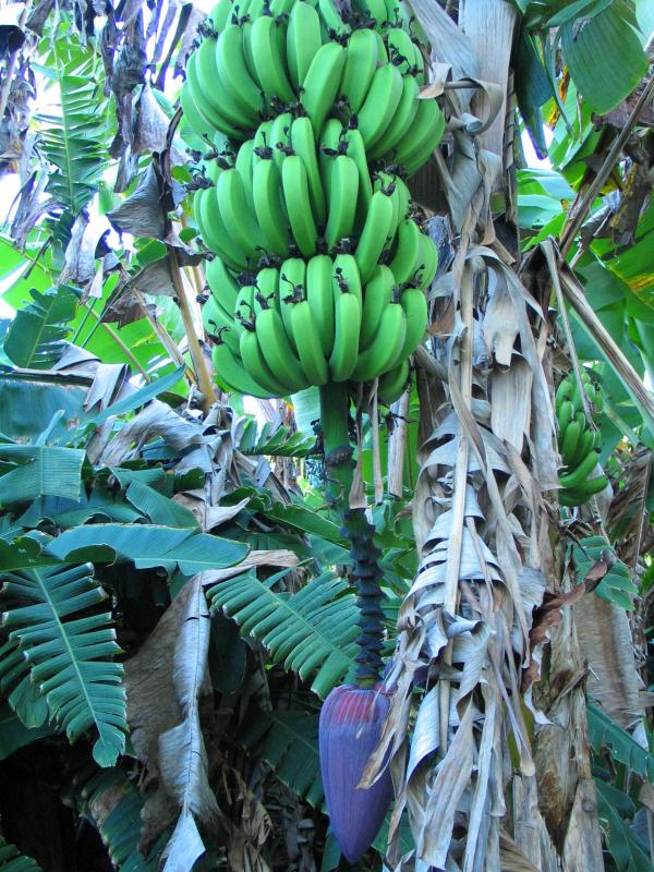 Kauai bananas