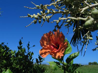 Hibiscus - Kauai