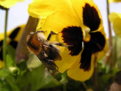 bumblebee.jpg
