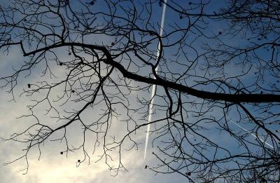 Tree sky pattern