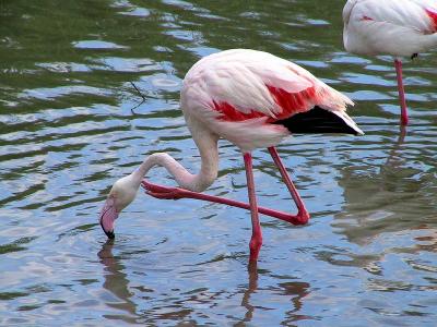Flamingoes at Parc Ornithologique Maguelonne