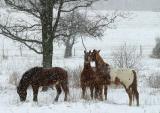 Horses in snow 01