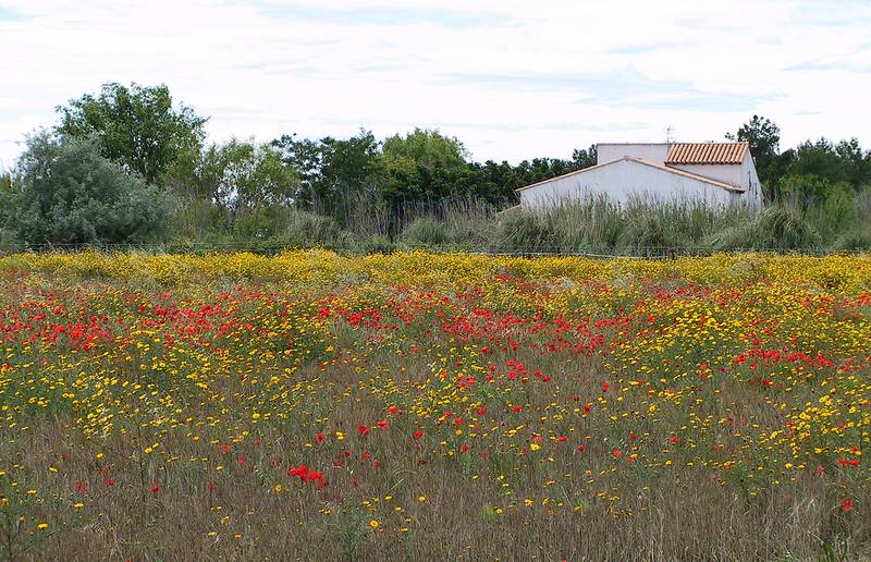 Van Gogh was inspired by the light and colors of Provence