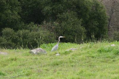Heron.jpg