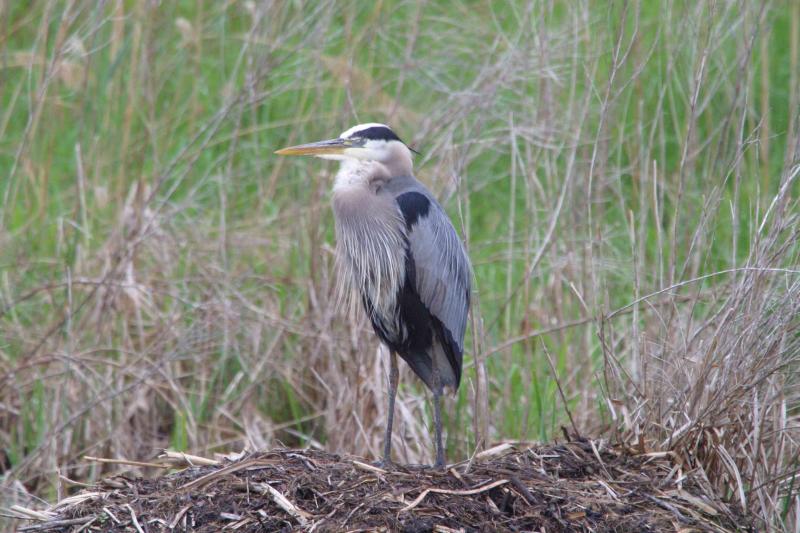 Great Blue Heron-1289.jpg