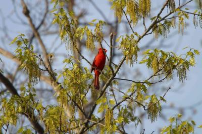 Cardinal.jpg