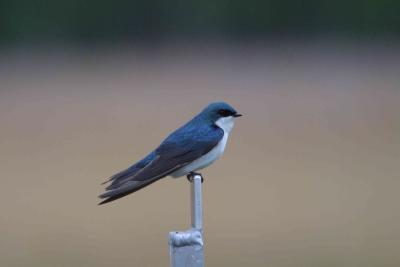 Tree Swallow-1155.jpg
