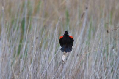 Red Winged Blackbird-1180.jpg