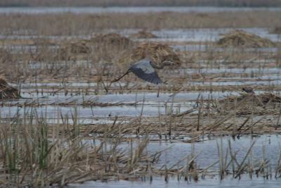 Blue Heron-1205.jpg