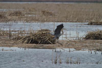 Blue Heron-1206.jpg