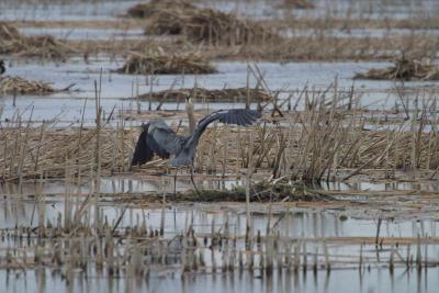 Blue Heron-1208.jpg