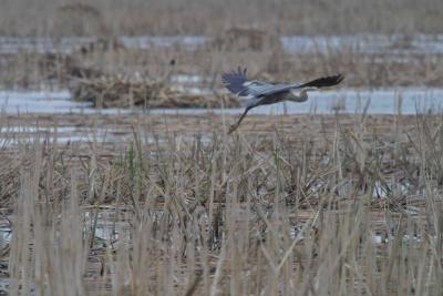 Blue Heron-1220.jpg